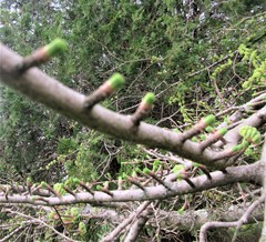 Pseudolarix amabilis