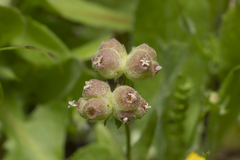 Valerianella vesicaria