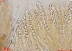 Lasiobolus intermedius