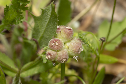 Image of Valerianella vesicaria by (c) Eleftherios Katsillis, some rights reserved (CC BY)