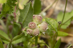 Valerianella vesicaria