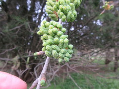 Pseudolarix amabilis