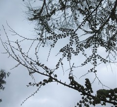 Pseudolarix amabilis