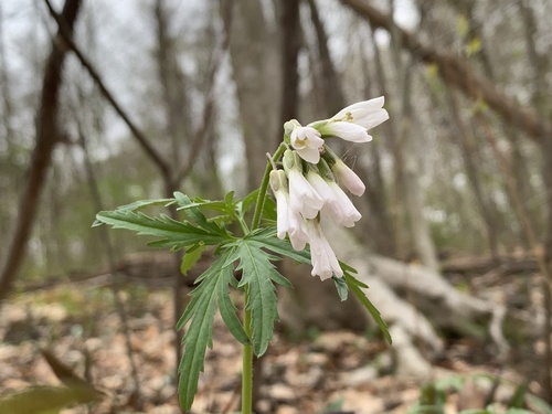 Cutleaf toothwort (Cardamine concatenata)