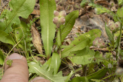 Valerianella vesicaria