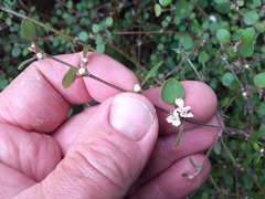 Teucrium parvifolium