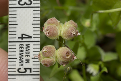 Valerianella vesicaria