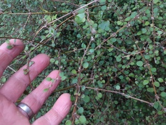 Teucrium parvifolium