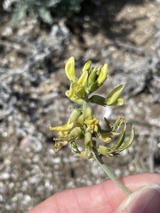 Astragalus nevinii
