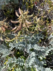 Astragalus nevinii