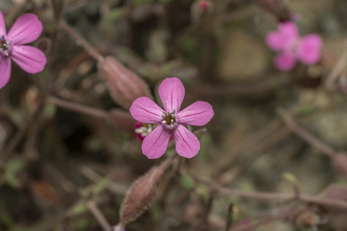 Image of Silene salamandra by (c) Eleftherios Katsillis, some rights reserved (CC BY)