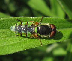 Odontomyia cincta