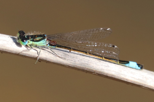 Iberian Bluetail