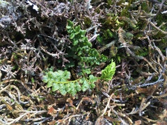 Cryptogramma acrostichoides