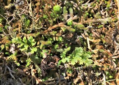 Cryptogramma acrostichoides
