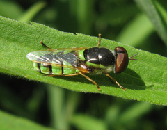 Odontomyia cincta