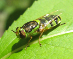Odontomyia cincta