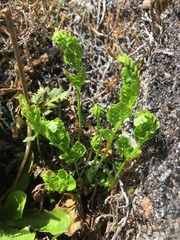 Cryptogramma acrostichoides