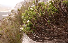 Osmitopsis parvifolia