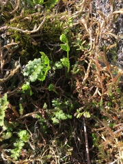 Cryptogramma acrostichoides