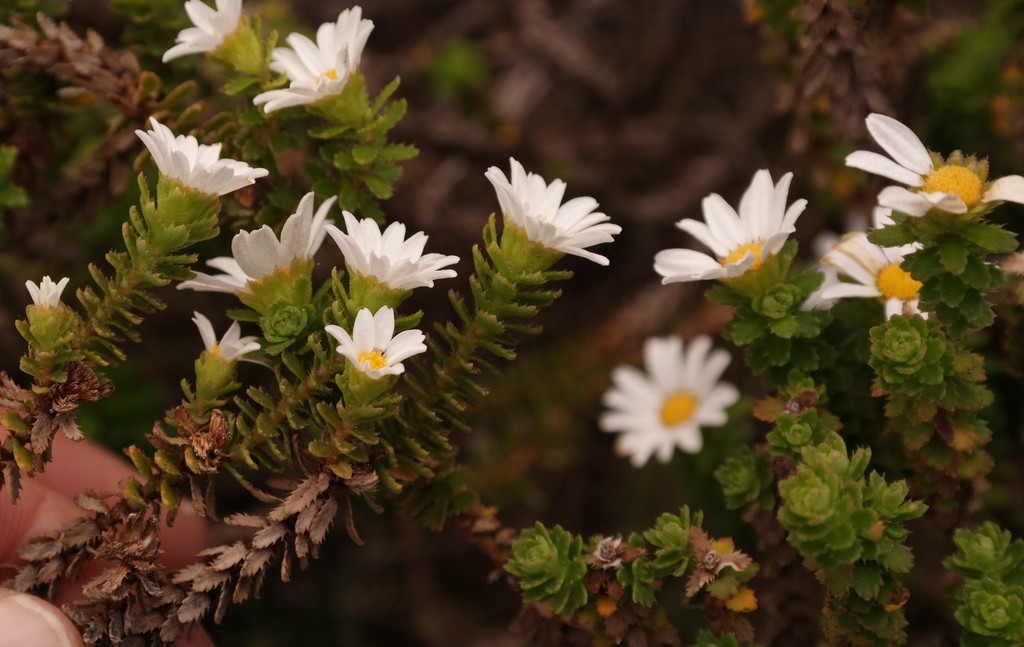 Littleleaf Swampdaisy