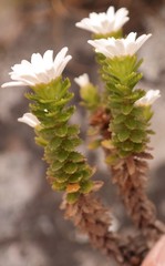 Osmitopsis parvifolia