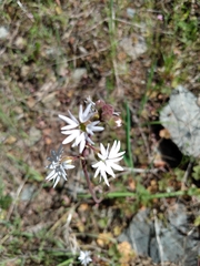 Lithophragma parviflorum parviflorum