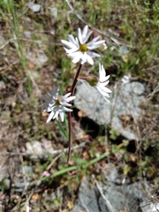 Lithophragma parviflorum parviflorum