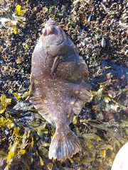 Lepidopsetta bilineata