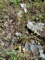 Lithophragma parviflorum parviflorum
