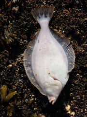 Lepidopsetta bilineata