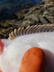 Lepidopsetta bilineata