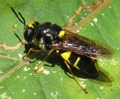 Stratiomys norma