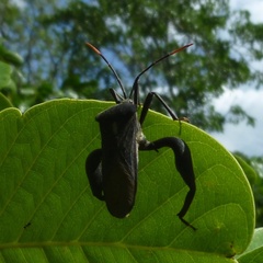 Anoplocnemis