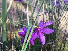 Olsynium douglasii douglasii