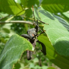 Anoplocnemis