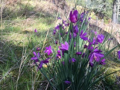 Olsynium douglasii douglasii