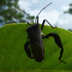 Anoplocnemis