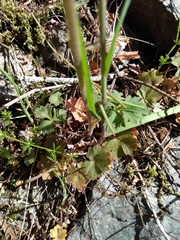 Lithophragma parviflorum parviflorum