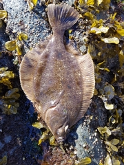 Lepidopsetta bilineata