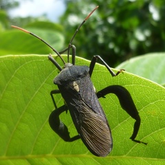 Anoplocnemis