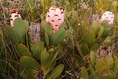 Protea speciosa