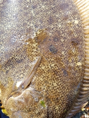 Lepidopsetta bilineata