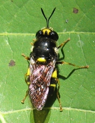 Stratiomys norma