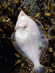 Lepidopsetta bilineata