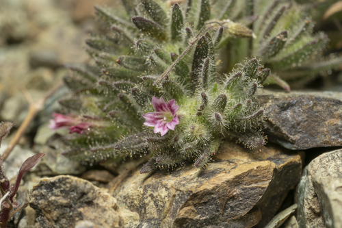 Image of Bolanthus confertifolius by (c) Eleftherios Katsillis, some rights reserved (CC BY)