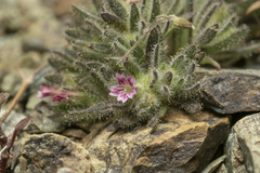 Bolanthus confertifolius