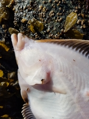 Lepidopsetta bilineata