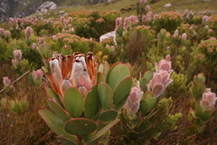 Protea stokoei