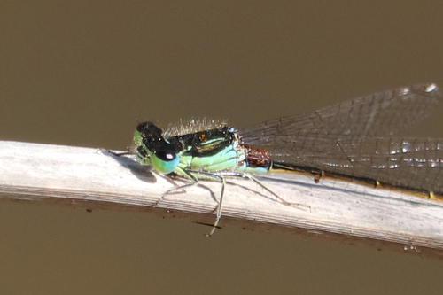 Iberian Bluetail